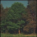 Małomiasteczkowy - Dawid Podsiadło (nuty pdf) c.jpg